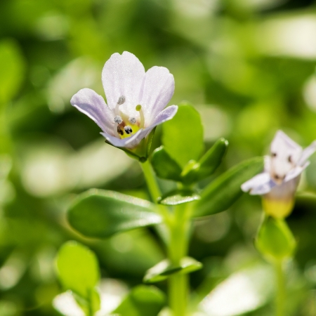 Bacopa monnieri