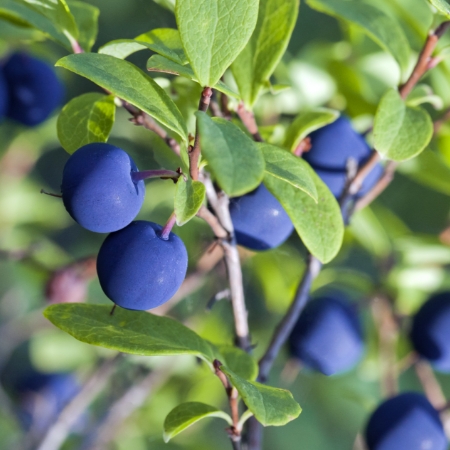 Bilberry