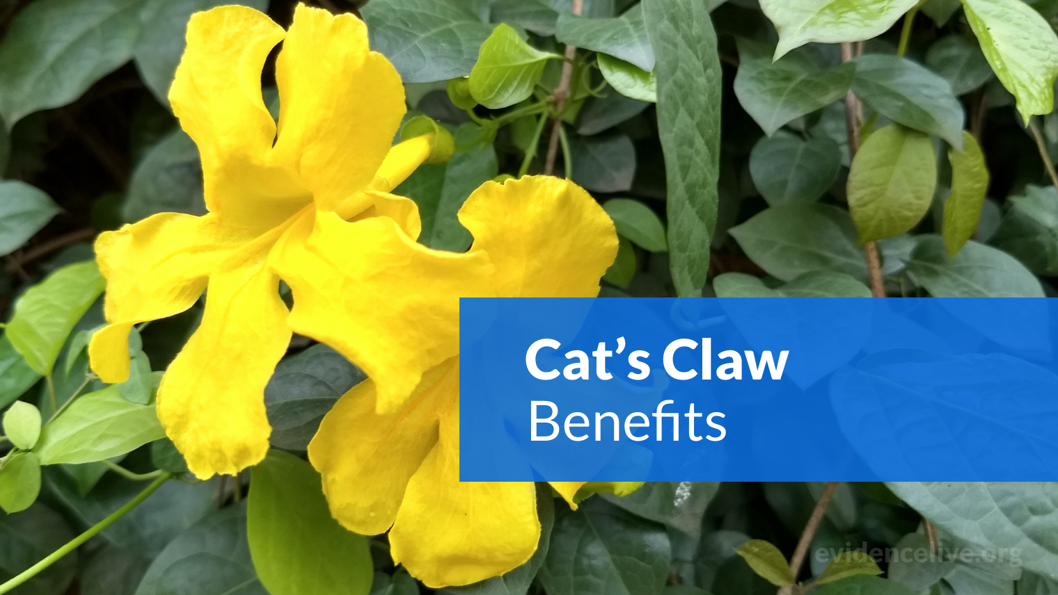 Cat’s Claw: Benefits, Uses, Dosage, and Side Effects