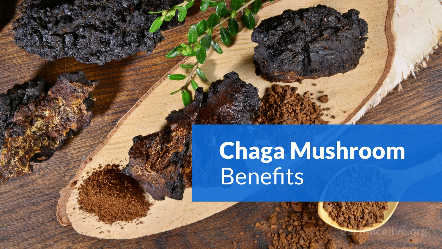 What Is Chaga Mushroom Good For? Benefits and Side Effects