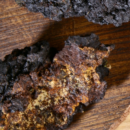 Chaga