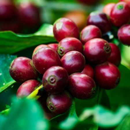 Whole coffee cherry extract