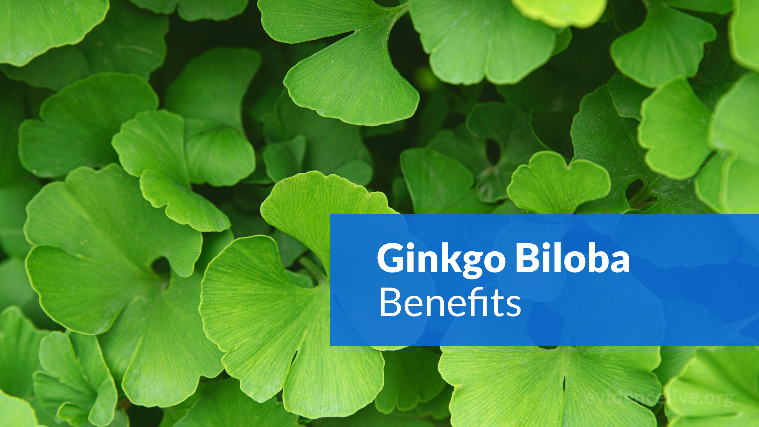 Ginkgo Biloba: Benefits, Uses, Dosage, and Side Effects