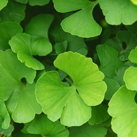 Ginkgo biloba