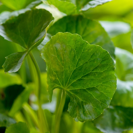 Gotu kola