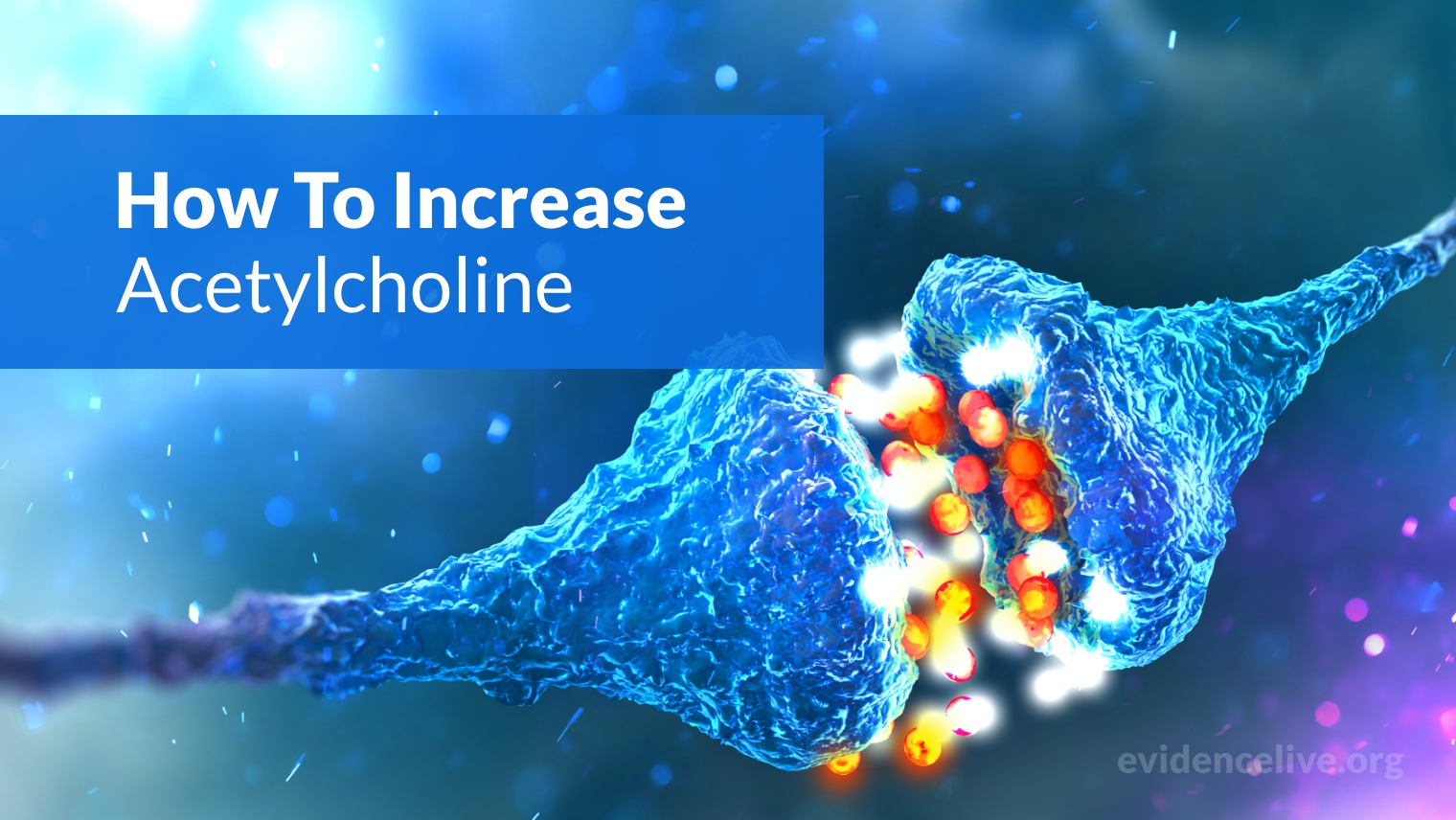 How To Increase Acetylcholine Levels Naturally