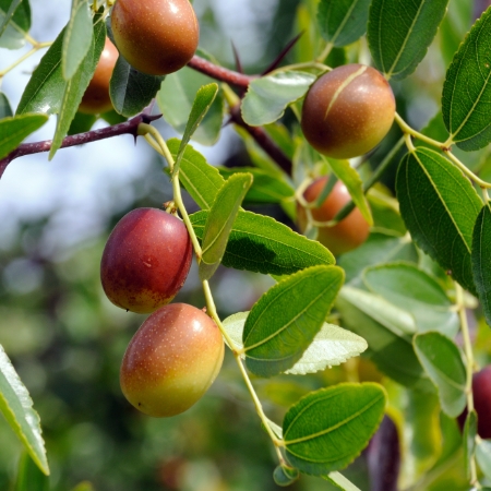 Jujube seed extract