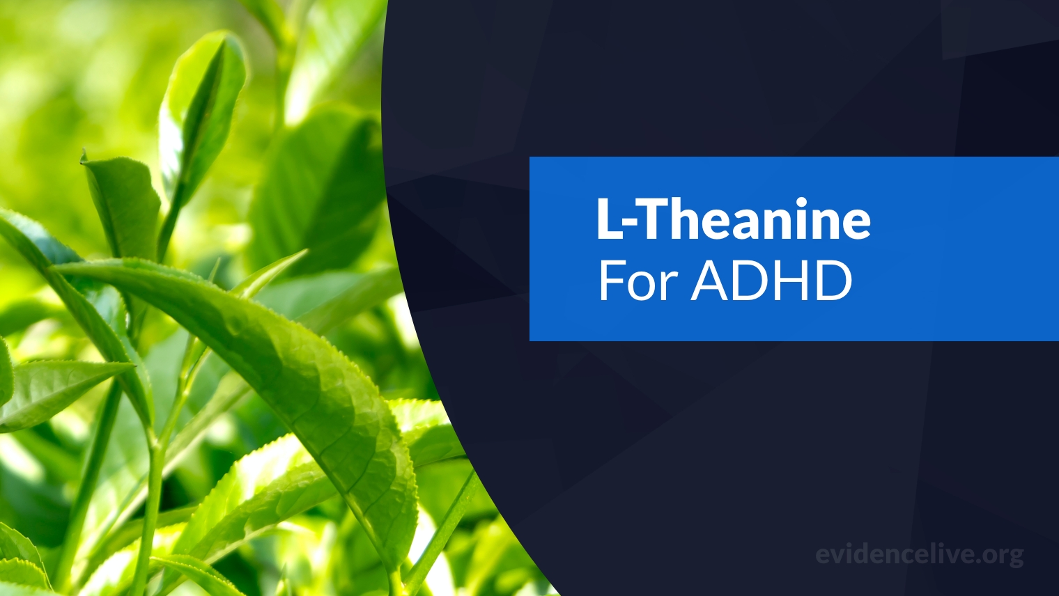 Can You Take L‑Theanine For ADHD?