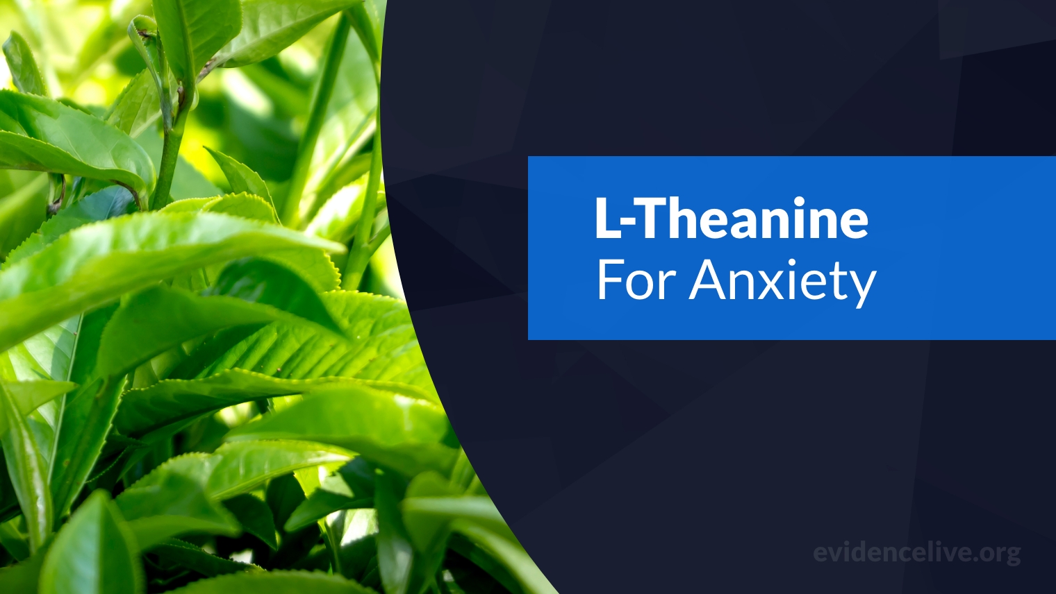 Can You Take L‑Theanine For Anxiety?