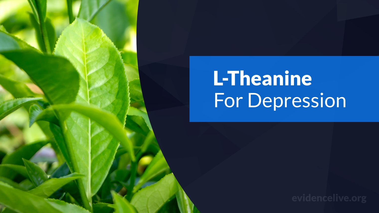 Can You Take L‑Theanine For Depression?