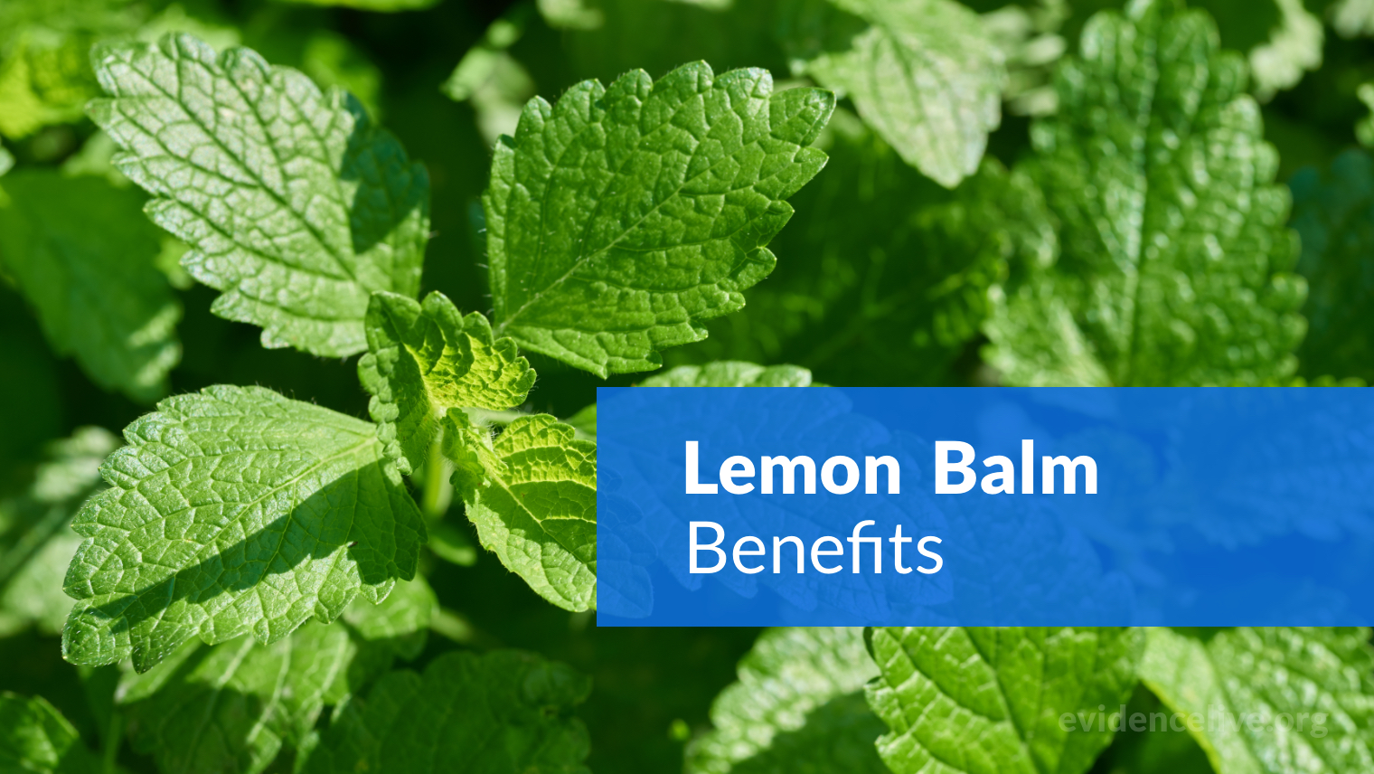 Lemon Balm: Benefits, Uses, Dosage, and Side Effects