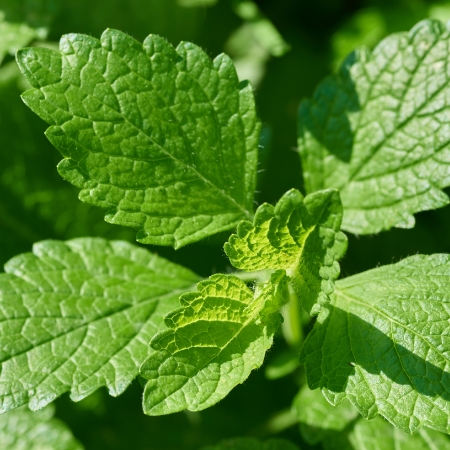 Lemon balm