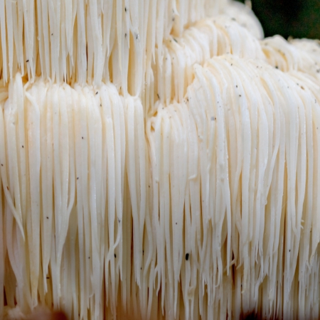 Lion's mane mushroom