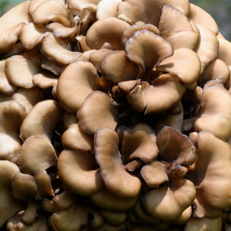 Maitake