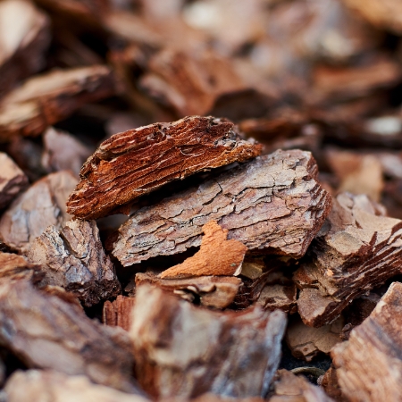 Maritime pine bark extract