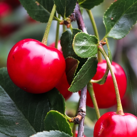 Montmorency tart cherry