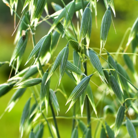 Oat straw