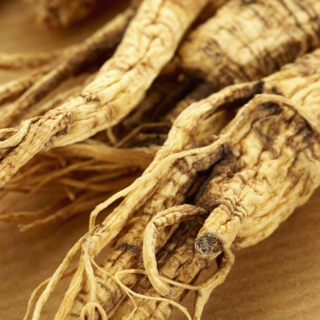 Panax ginseng