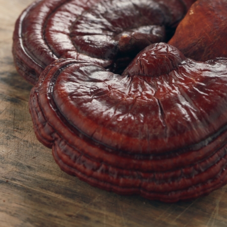 Reishi