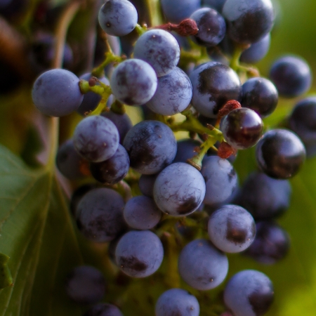 Resveratrol