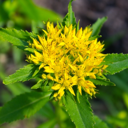 Rhodiola rosea