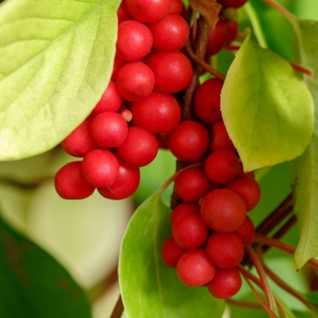 Schisandra