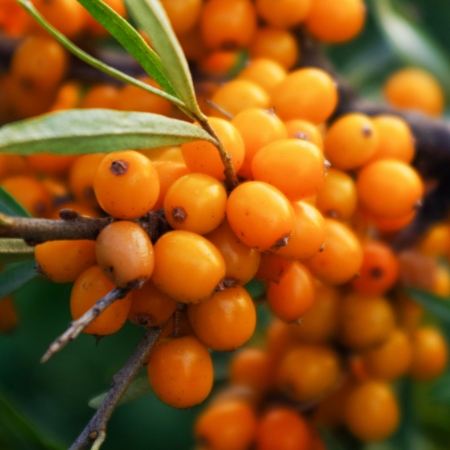 Sea buckthorn