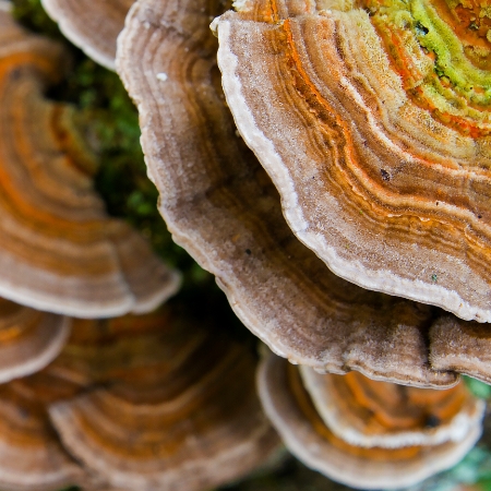 Turkey tail