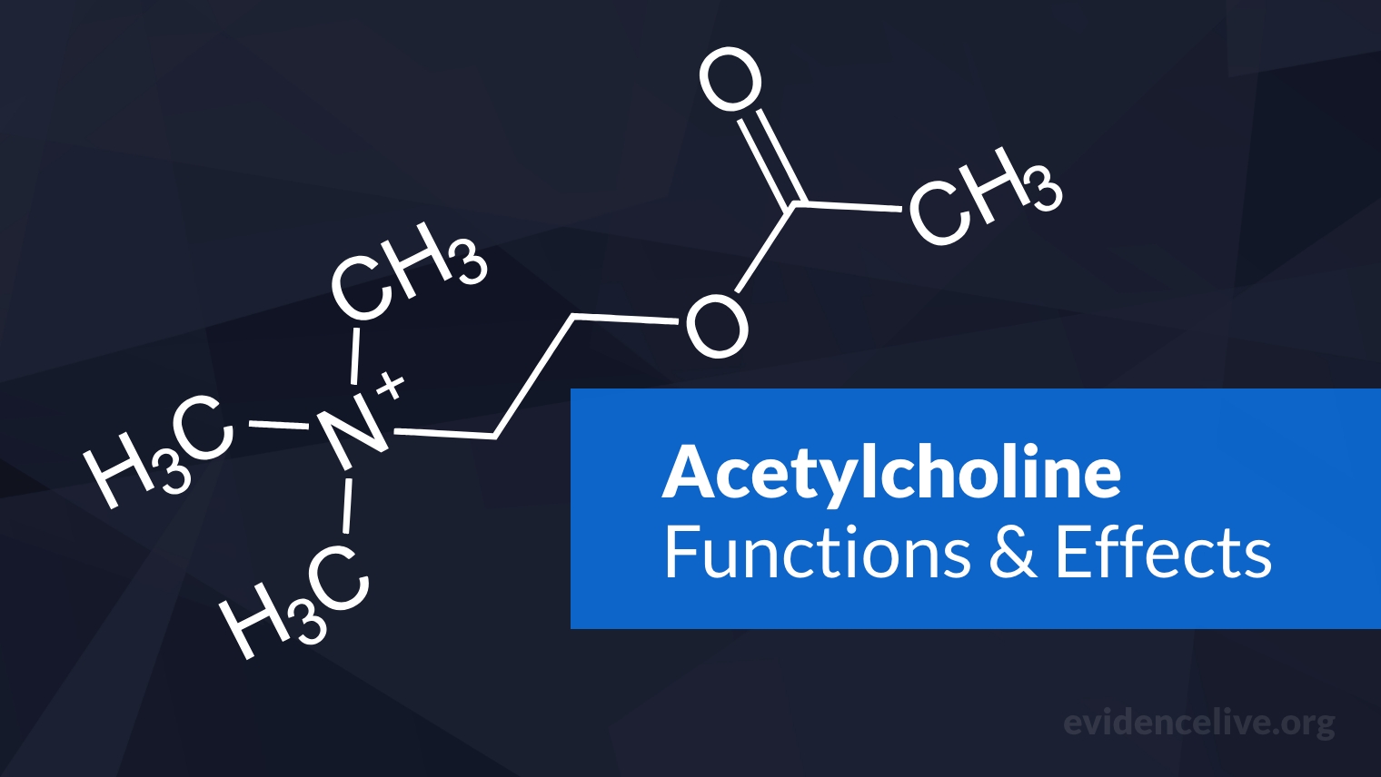 What is Acetylcholine? Functions and Effects In The Brain